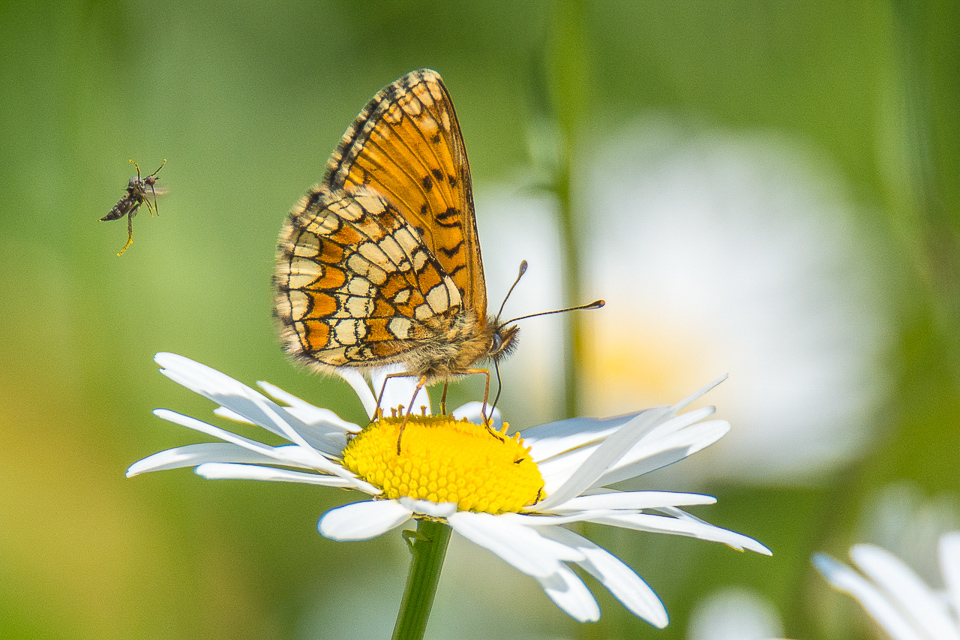 Heath fritillary
