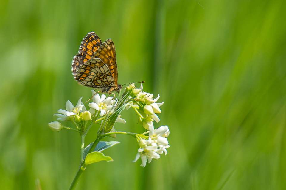 Heath fritillary