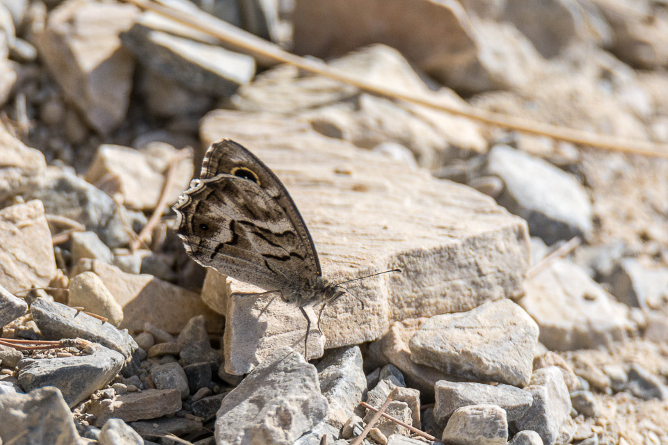 Gestreepte heivlinder