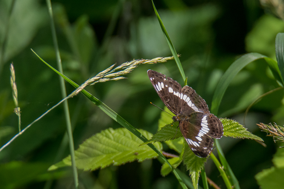 Kleine ijsvogelvlinder