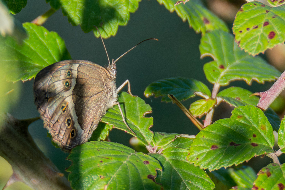 Spaans oranje zandoogje