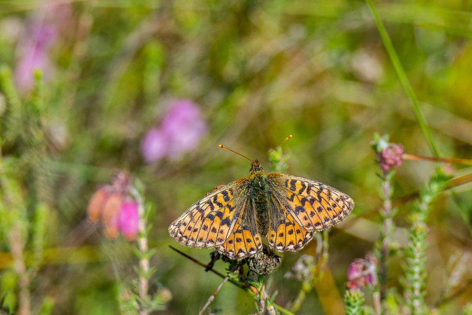 Veenbesparelmoervlinder