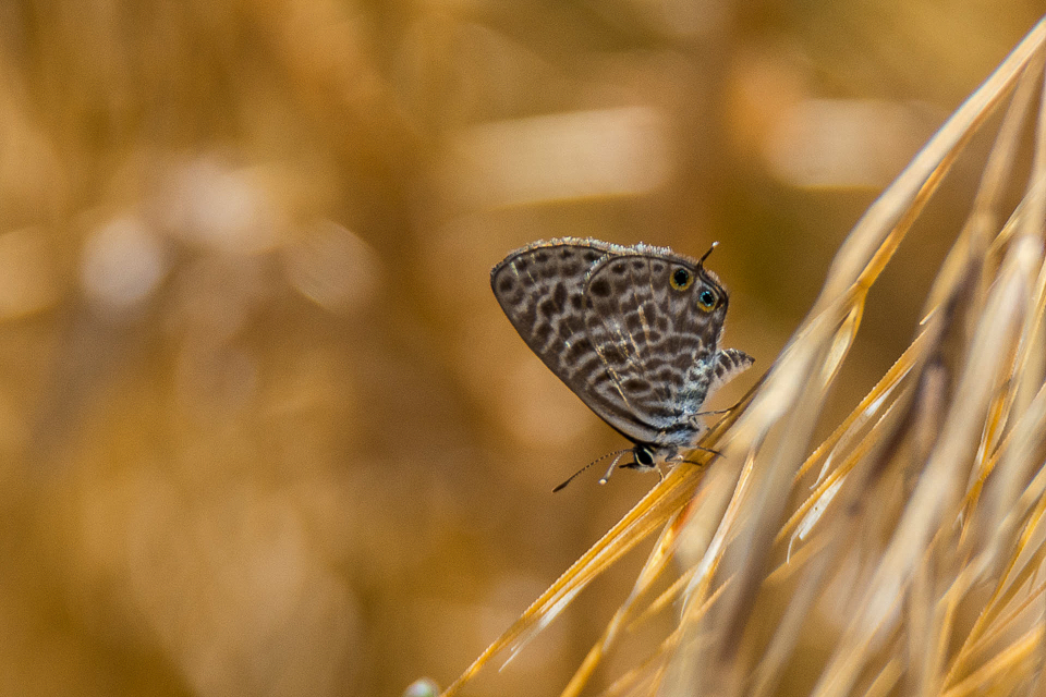 Lycanidae - Blauwtjes