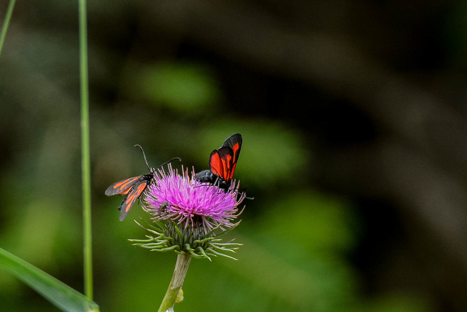 Zygaenidae - Bloeddrupjes