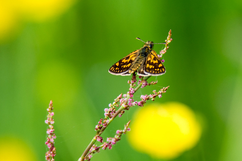 Hesperidae - Dikkopjes