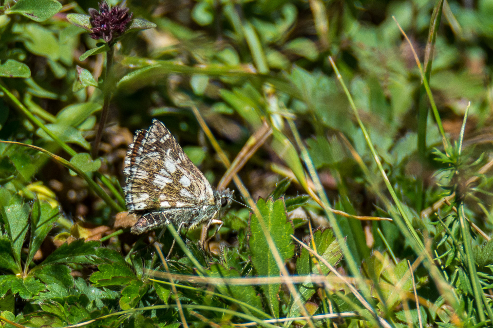 Bretons spikkeldikkopje