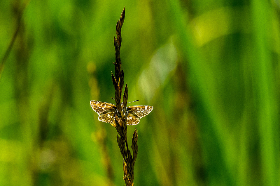 Kalkgraslanddikkopje