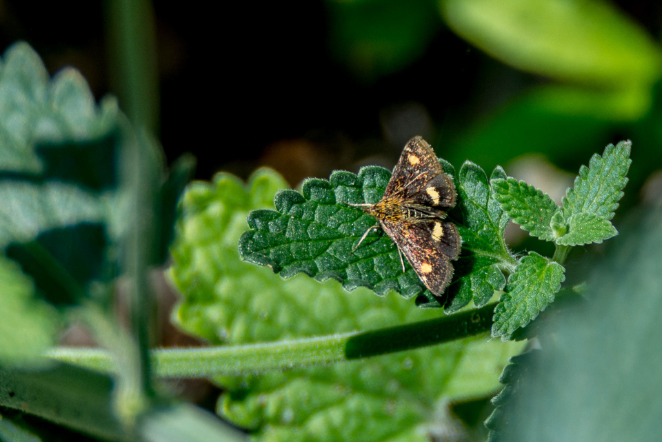 Crambidae - Grasmotten