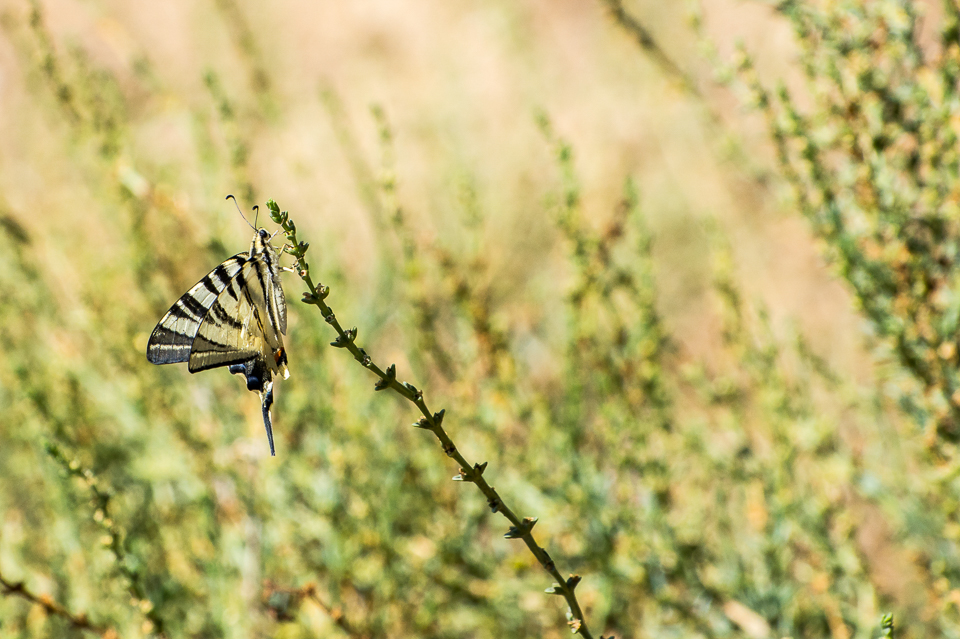 Papilionidae - Grote pages
