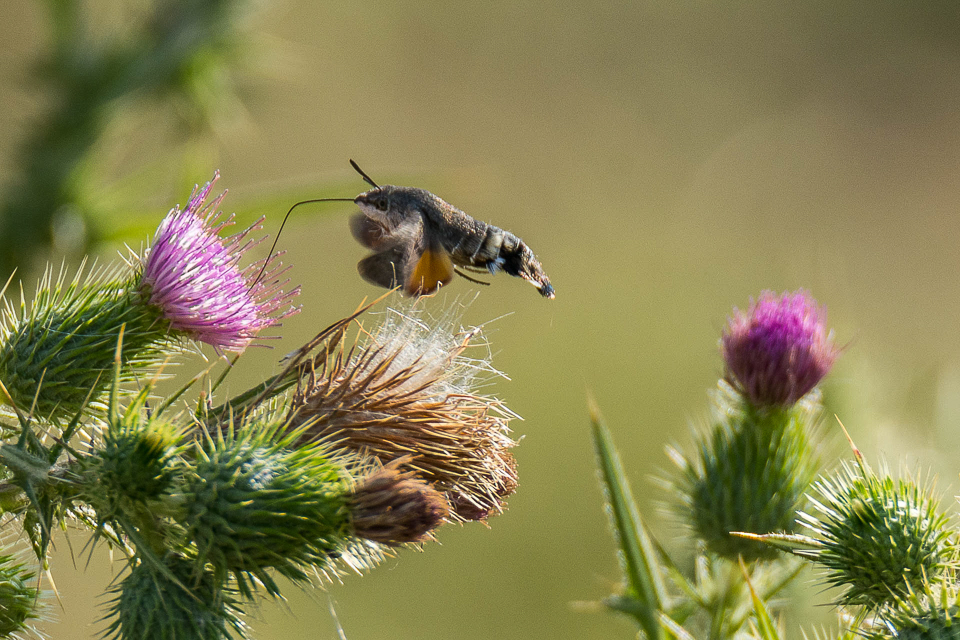 Sphingidae - Pijlstaarten