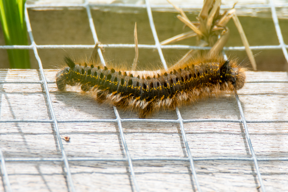 Lasiocampidae - Spinners