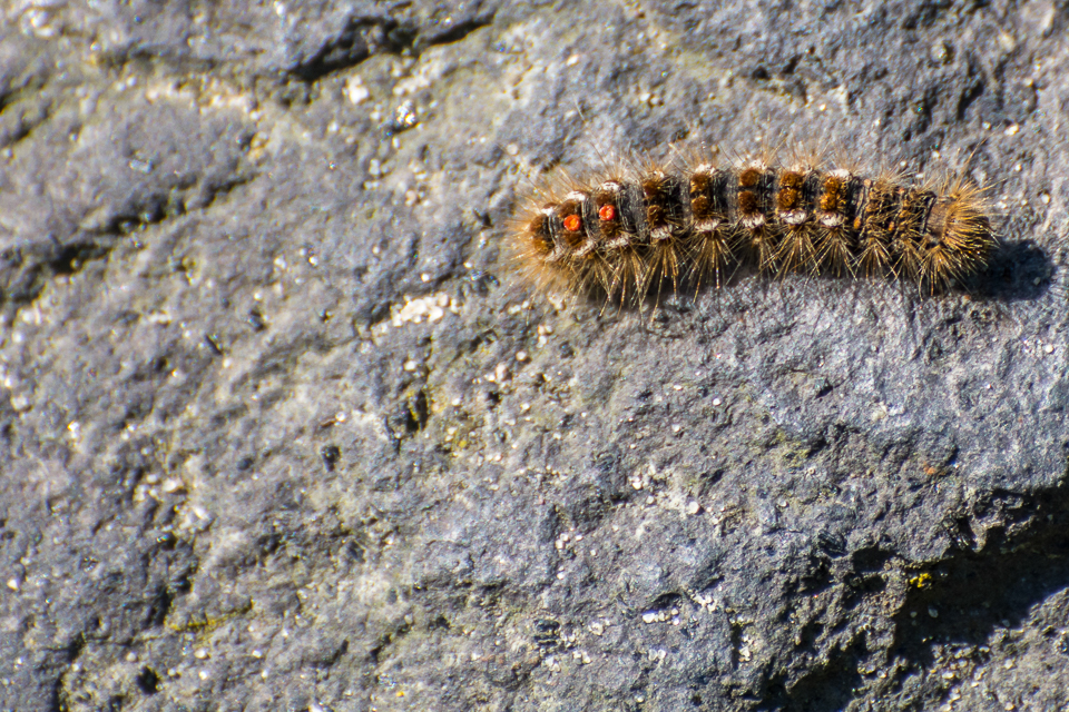 Bastaardsatijnvlinder