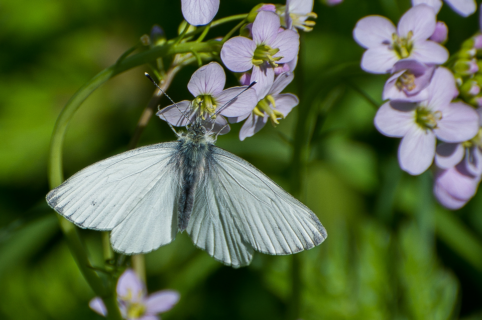 Klein geaderd koolwitje