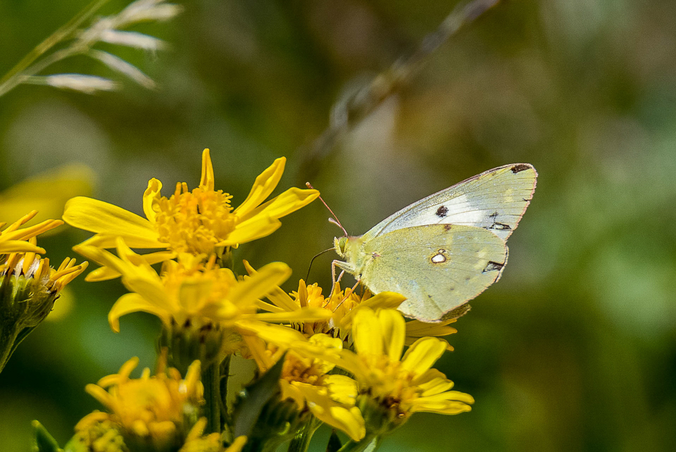 Zuidelijke luzernevlinder