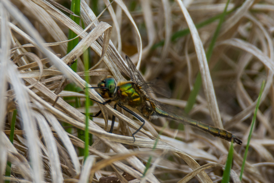 Corduliidae - Glanslibellen