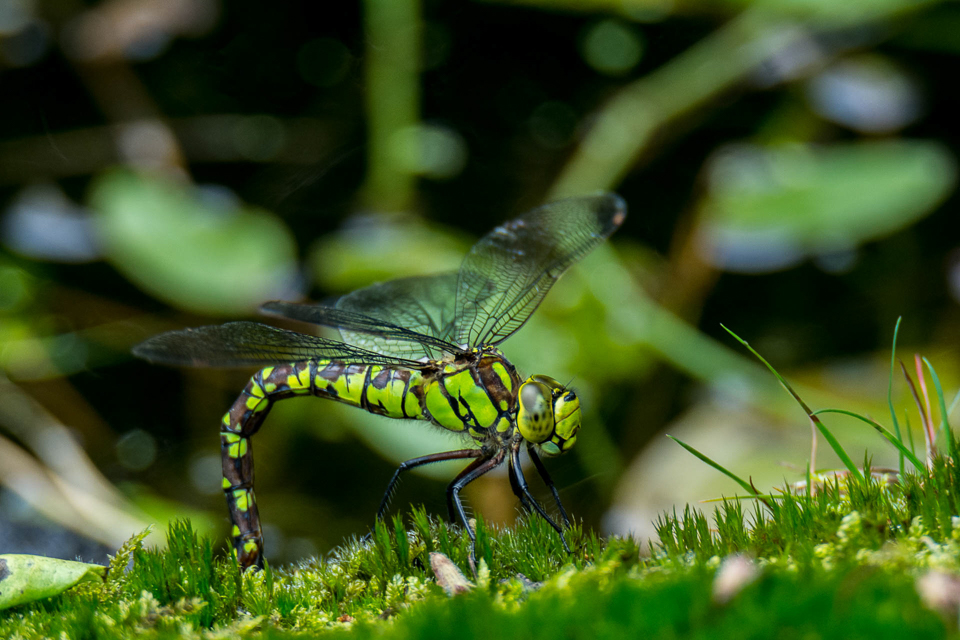 Libellen en waterjuffers