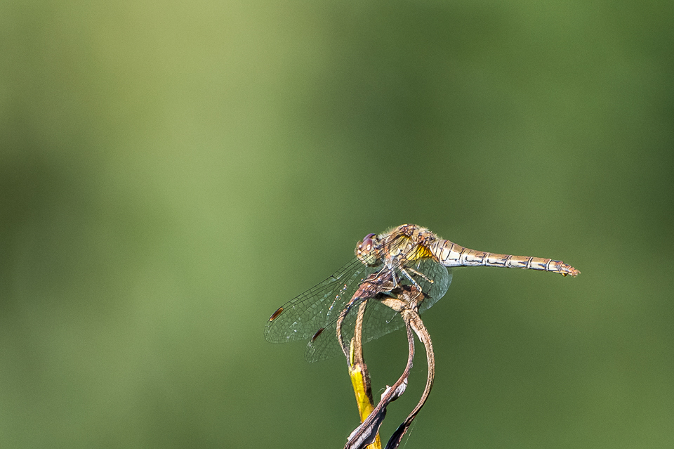 Libellulidae - Korenbouten