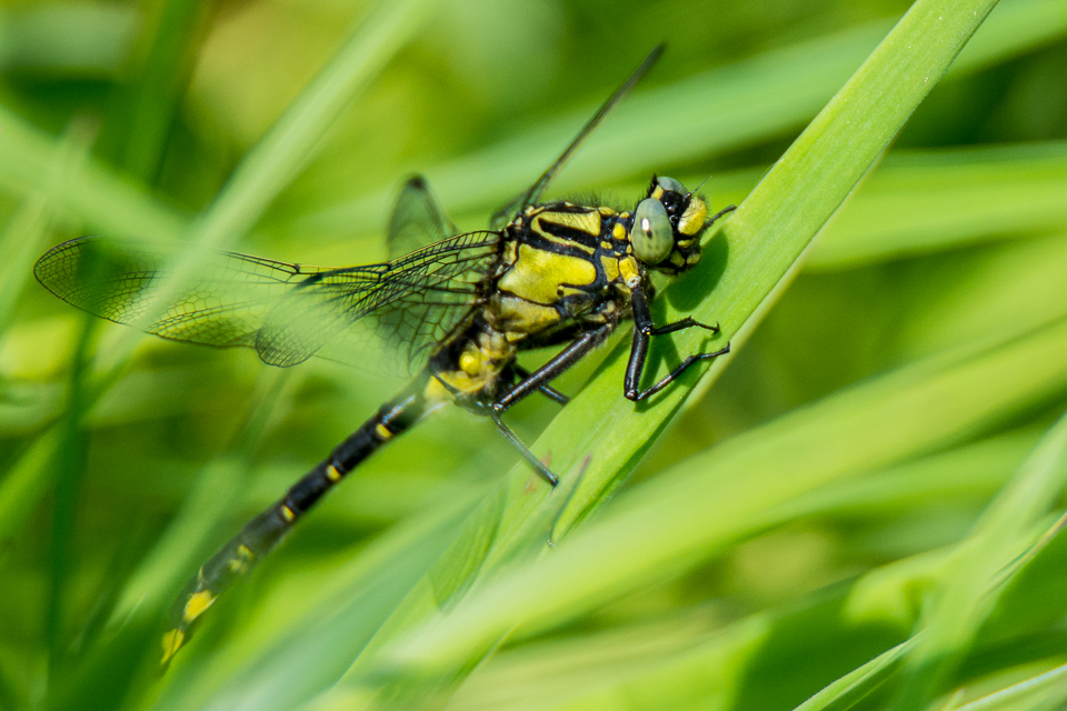 Gomphidae - Rombouten