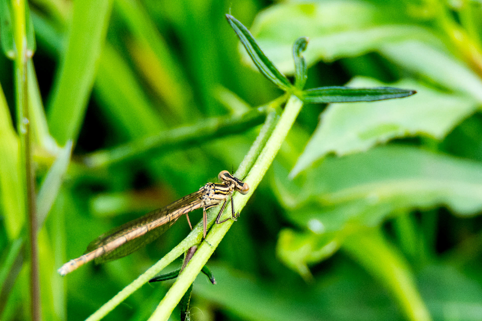 Platycnemis pennipes - Blauwe breedscheenjuffer