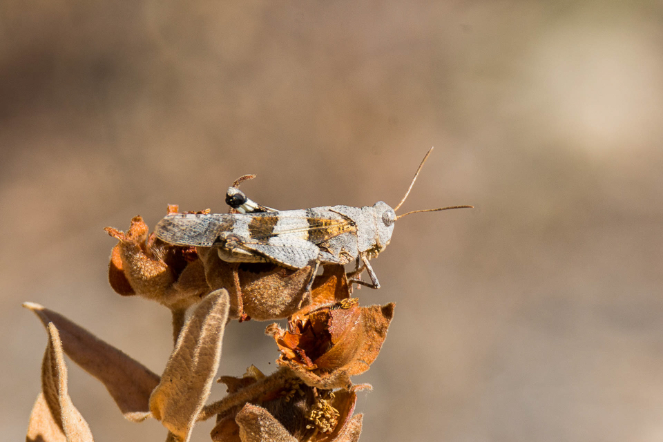 Sprinkhanen en krekels