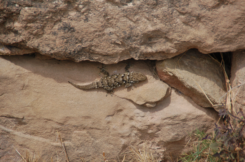 Gekko's