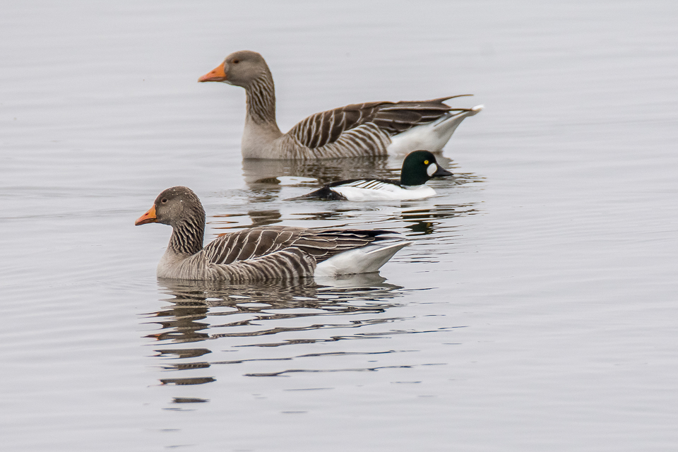 Bucephala clangula - Common goldeneye