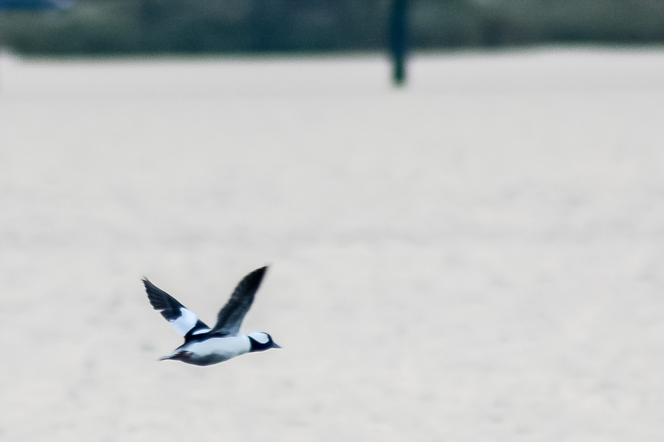 Bucephala albeola - Bufflehead duck