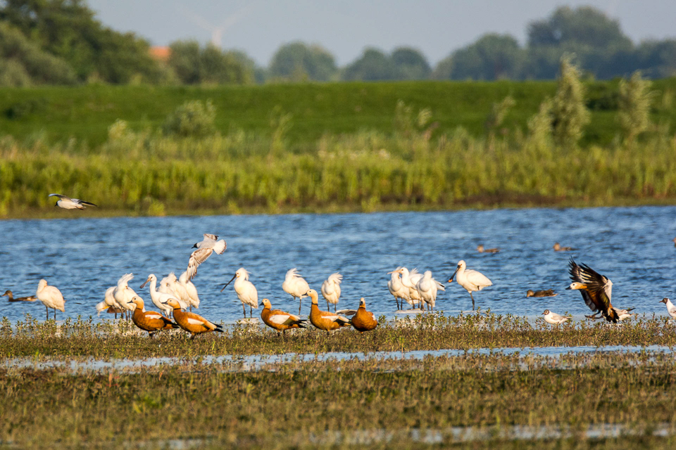 Tadorna ferrugine - Ruddy shelduck