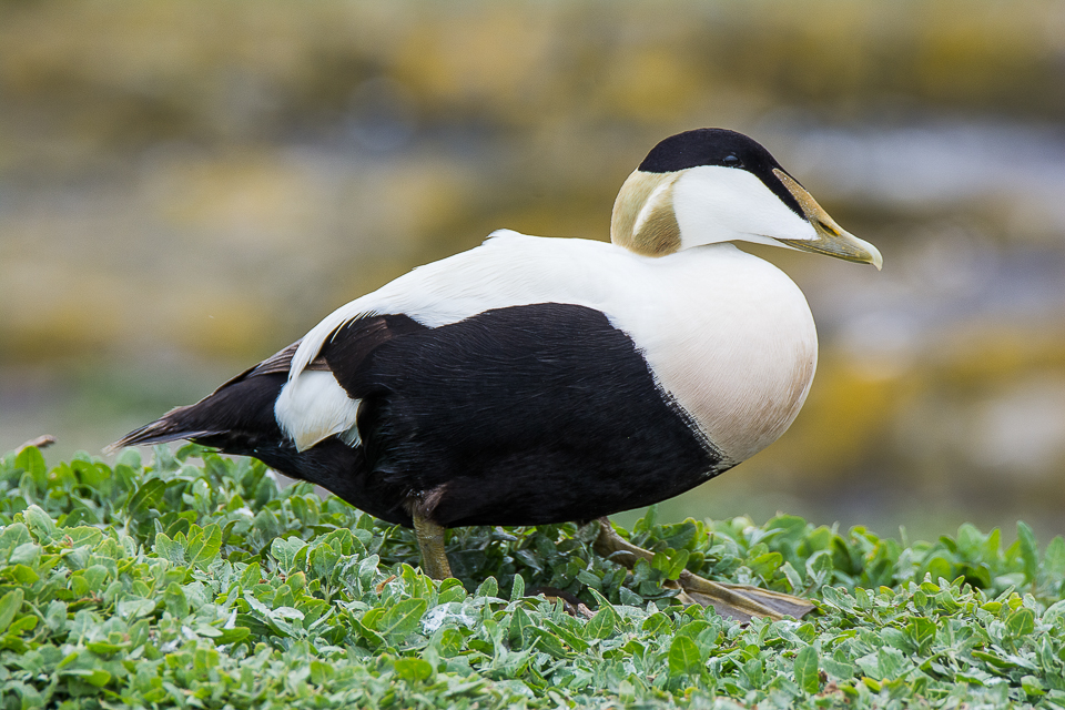 Common eider