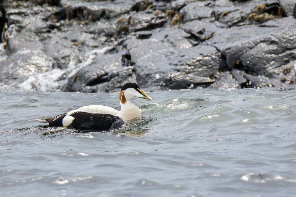 Somateria mollissima - Common eider