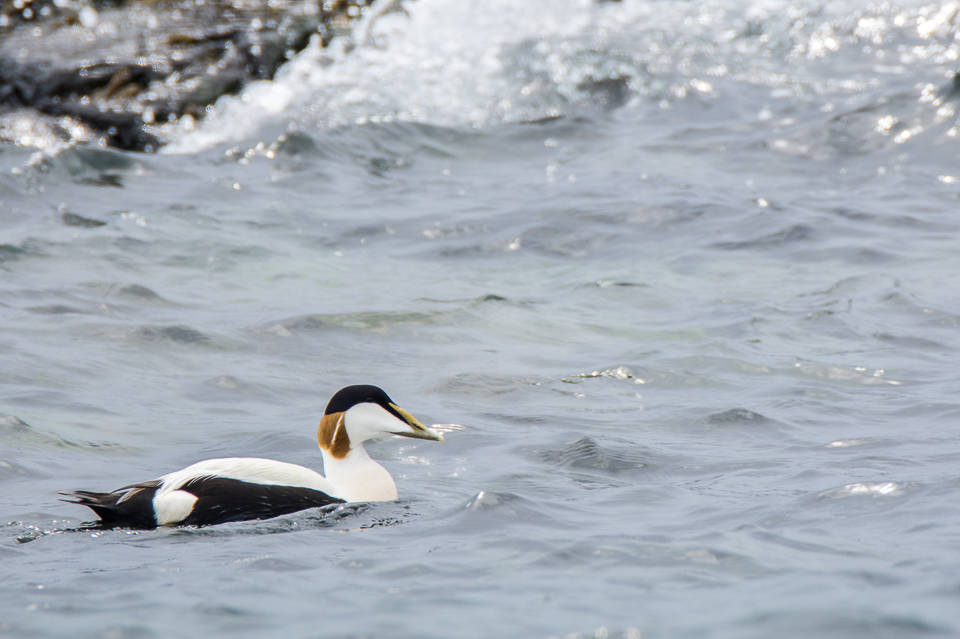 Common eider