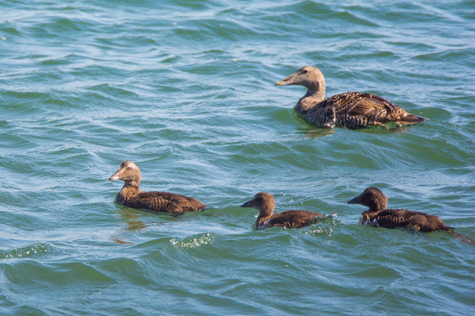 Common eider