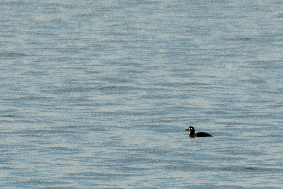 Melanitta fusca - Velvet scoter
