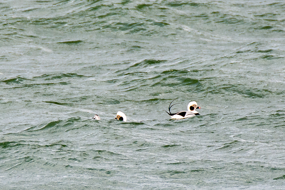 Long-tailed duck