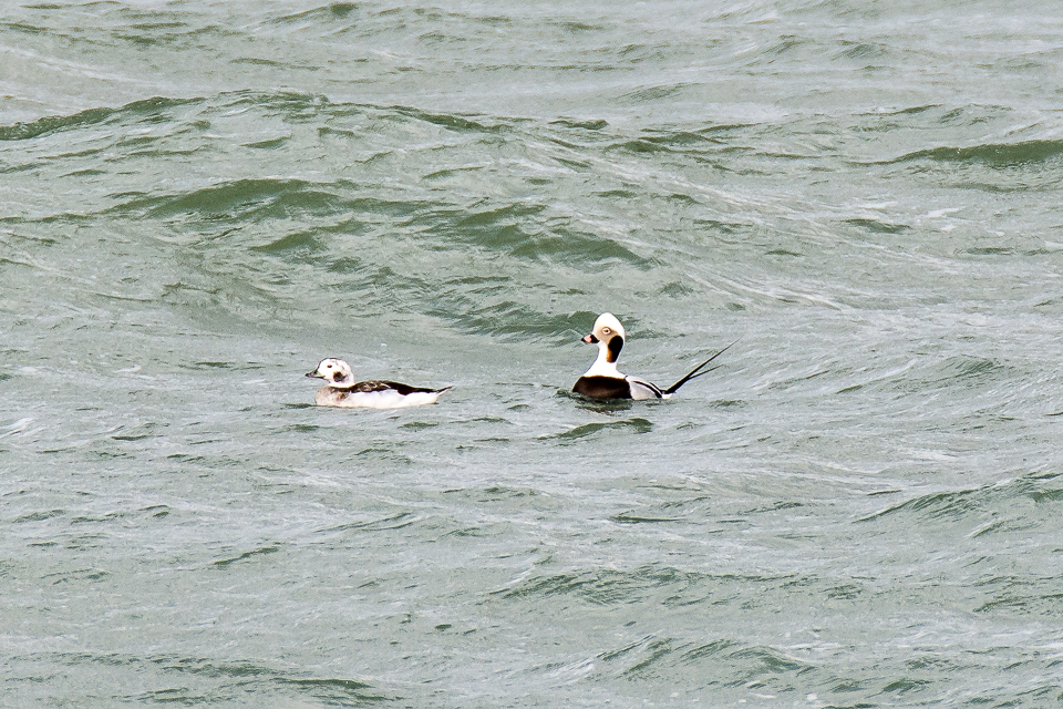 Clangula hyemalis - Long-tailed duck