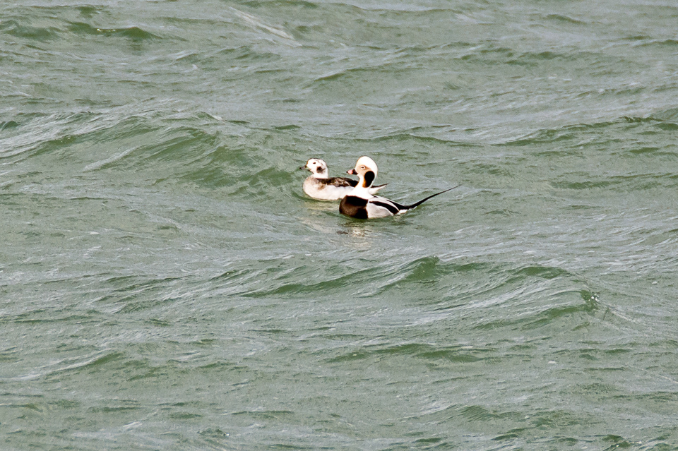 Long-tailed duck