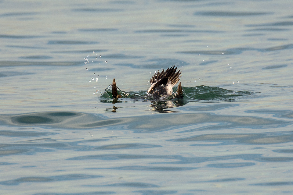 Long-tailed duck