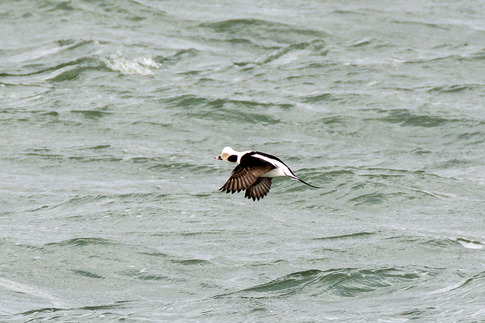 Long-tailed duck