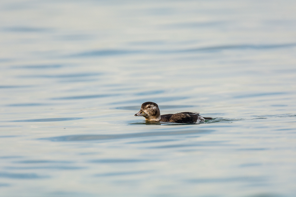Long-tailed duck