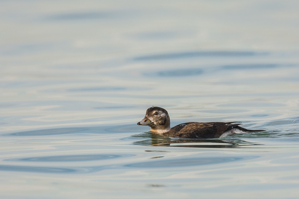 Long-tailed duck