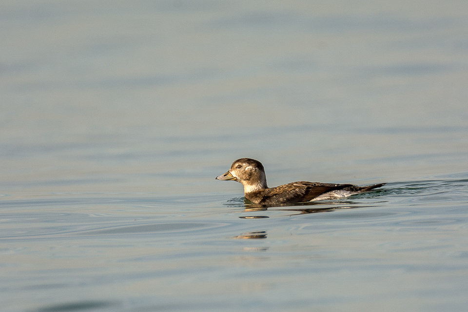 Long-tailed duck