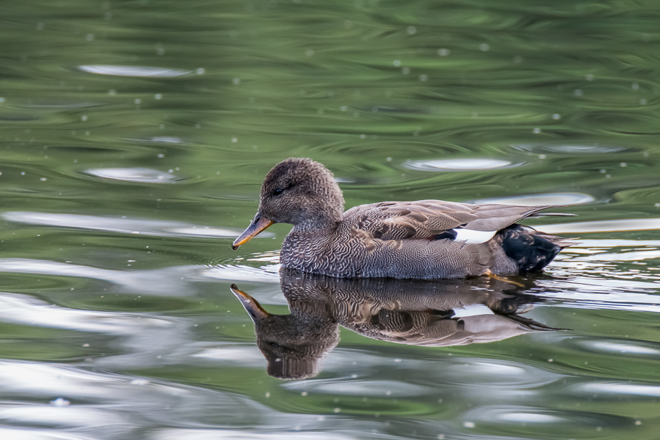 Gadwall