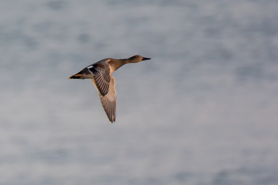 Anas strepera - Gadwall