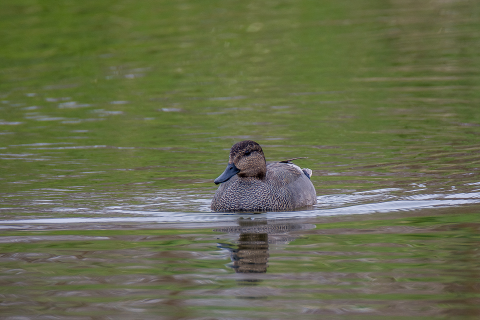 Gadwall