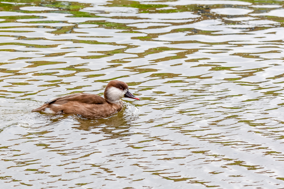 Red-crested crochard