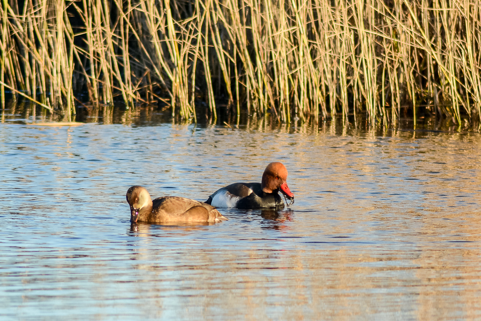 Red-crested crochard
