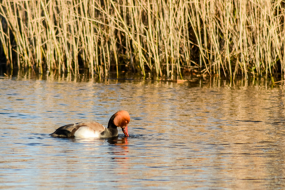 Red-crested crochard