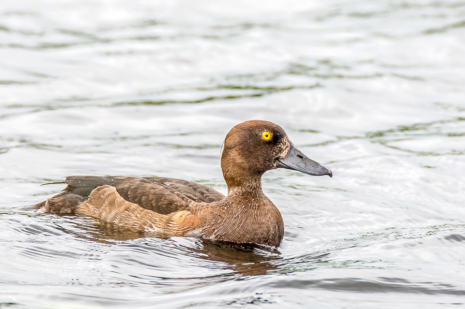 Aythya fuligula - Tufted duck