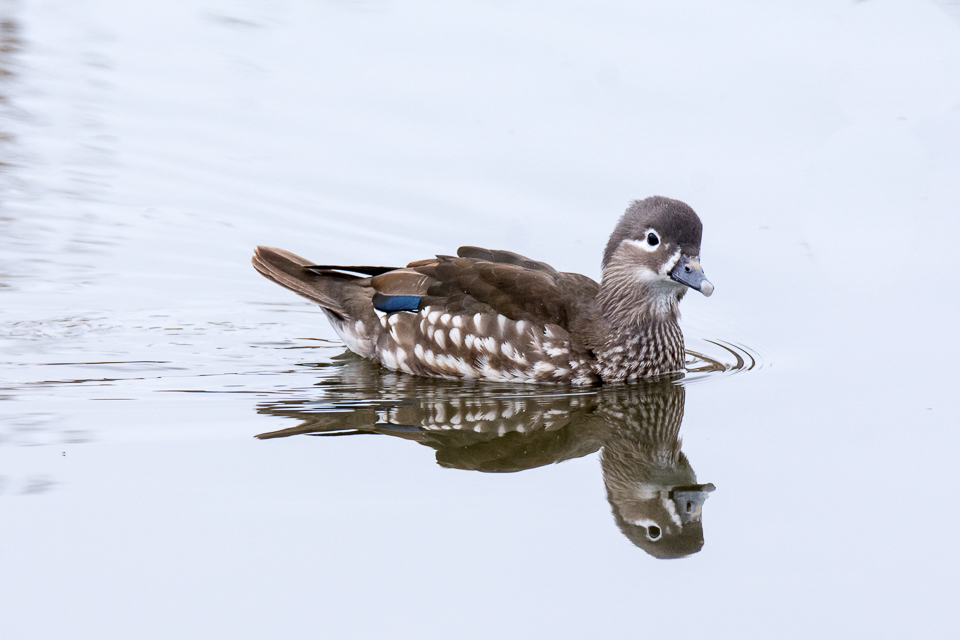 Mandarin duck