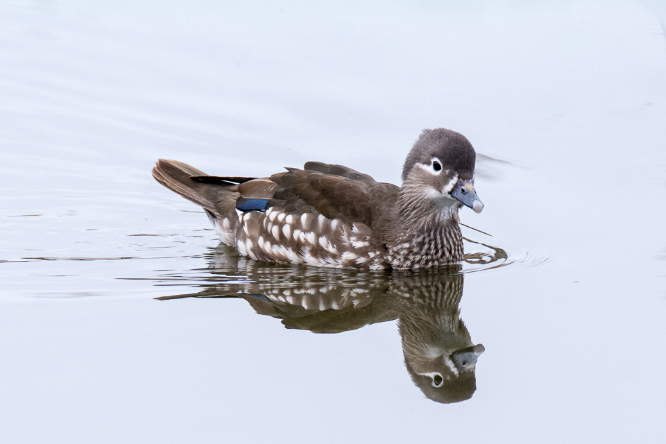 Aix galericulata - Mandarin duck